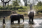 Fillerin eğlenceli banyosu