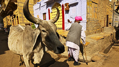 O.Yurdalan-06.02.2011-Jaisalmer-Şehrin sokaklarını tüm canlılar birlikte kullanıyor.P1050073