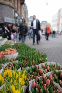 Hollanda dediğimizde akla gelenlerden birisi de laleler. Renk renk goncalar çiçek pazarları ve meydanlardan eksik olmuyor.